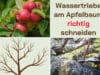 Wassertriebe am Apfelbaum richtig schneiden