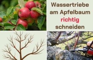 Wassertriebe am Apfelbaum richtig schneiden