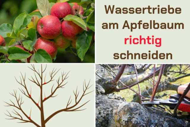 Wassertriebe am Apfelbaum richtig schneiden