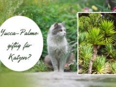 Yucca-Palme giftig für Katzen