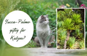 Yucca-Palme giftig für Katzen