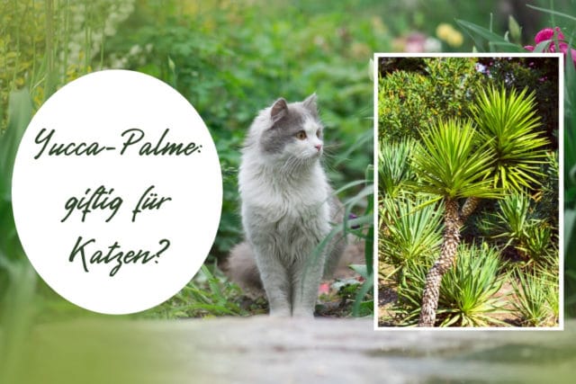 Yucca-Palme giftig für Katzen
