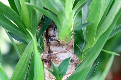 Yucca-Palme