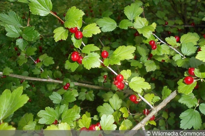 Ribes alpinum