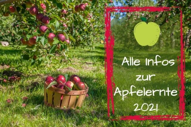 Apfelernte 2021