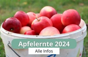 Apfelernte 2024