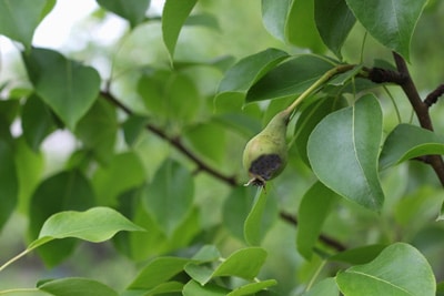 Birnengallmücke, Flecken Birne