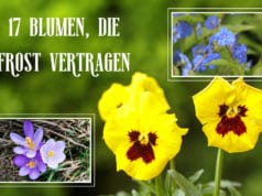 Blumen Frost