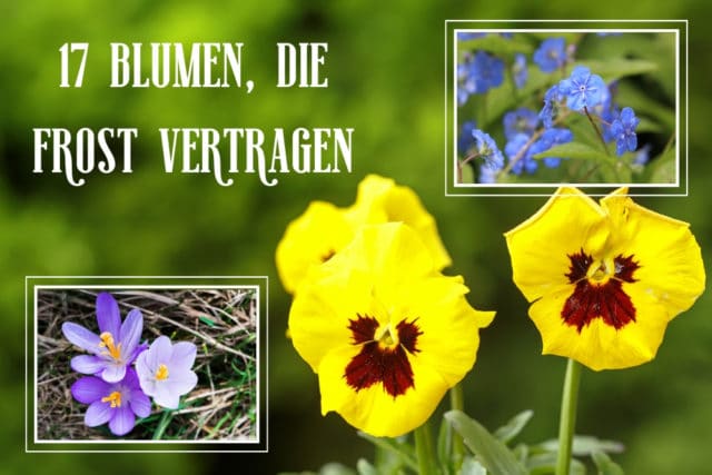 Blumen Frost