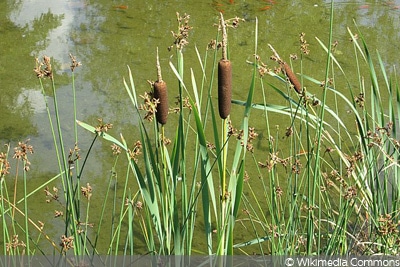 Breitblättriger Rohrkolben (Typha latifolia), Teichpflanze