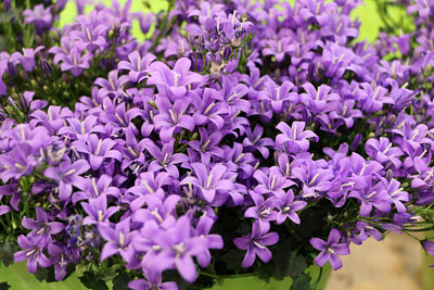 Dalmatiner Polster-Glockenblume (Campanula portenschlagiana), Staude