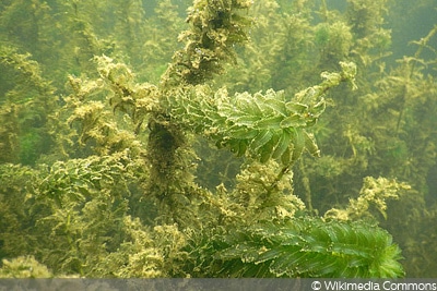 Dichtblättrige Wasserpest (Elodea densa), Teichpflanze