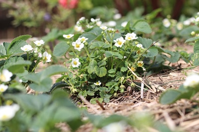 Erdbeeren, Starkzehrer