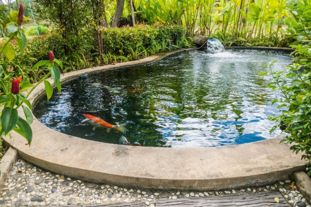 Laichzeiten für 49 Fische: wann laicht wer? - Gartendialog.de