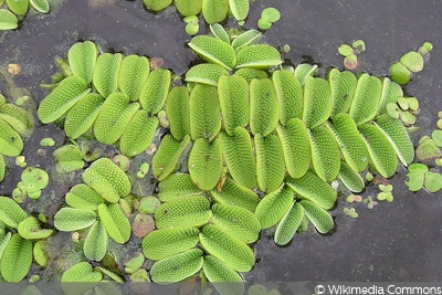 Gemeiner Schwimmfarn (Salvinia natans), Teichpflanze