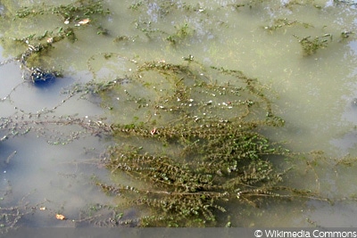 Gemeines Hornblatt (Ceratophyllum demersum)