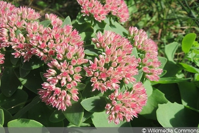 Große Fetthenne (Sedum telephium, Hylotelephium telephium)