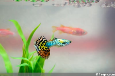 Guppy (Poecilia reticulata), Laichzeit