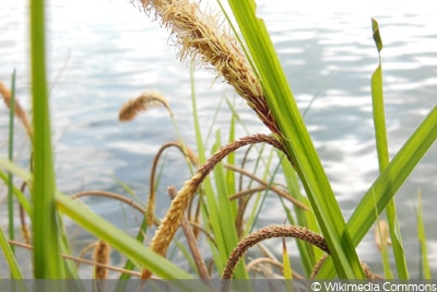 Hängende Segge/Riesen Segge (Carex pendula)