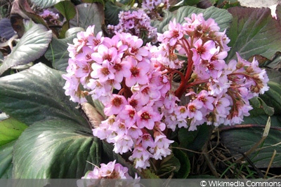 Herzblättrige Bergenie (Bergenia cordifolia)