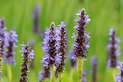 Herzblättriges Hechtkraut (Pontederia cordata)