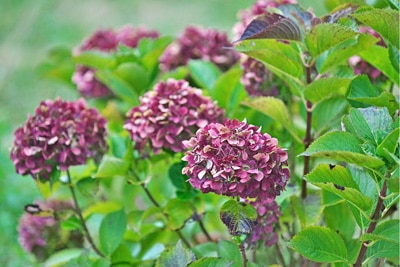 Hydrangea krank