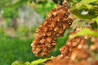 Hortensie Blätter hängen