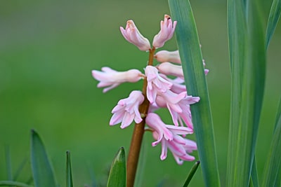 Hyazinthen (Hyacinthus Orientalis-Hybriden), Blumen vertragen Frost