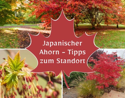Japanischer Ahorn Standort