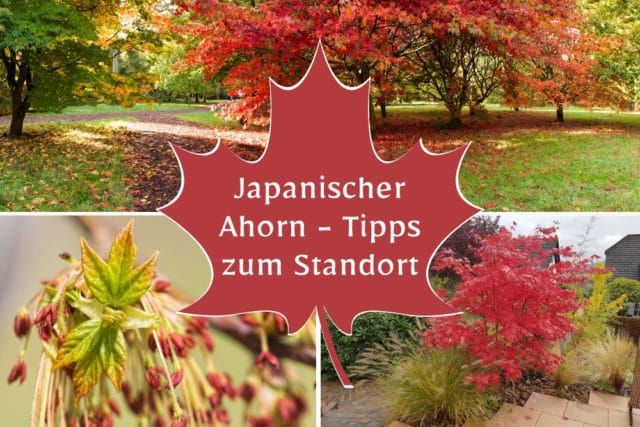 Japanischer Ahorn Standort