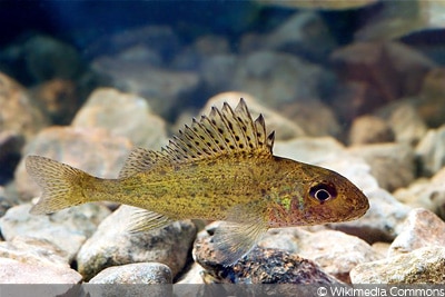 Laichzeit, Kaulbarsch (Gymnocephalus cernua)