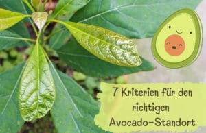 Standort von Avocado-Pflanzen