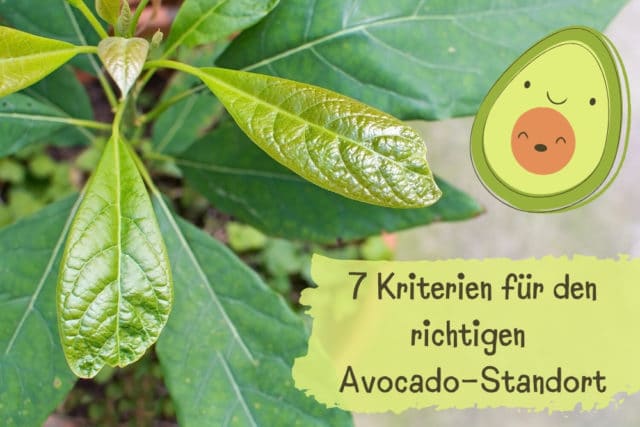 Standort von Avocado-Pflanzen