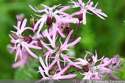 Kuckucks Lichtnelke (Lychnis flos-cuculi)