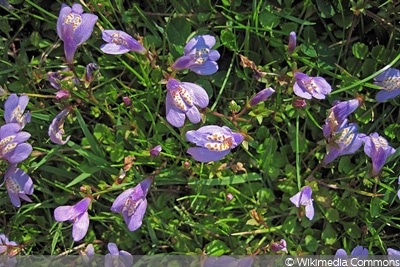 Kriechender Mazus/Lippenmäulchen (Mazus reptans)