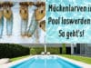 Mückenlarven im Pool loswerden