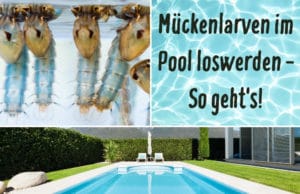 Mückenlarven im Pool loswerden