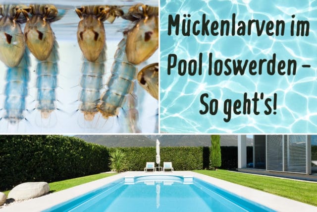 Mückenlarven im Pool loswerden