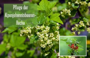 Alpenjohannisbeere