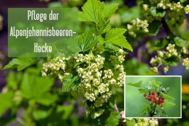 Alpenjohannisbeere