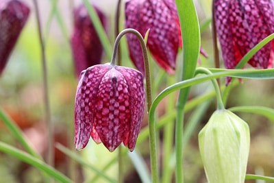 Schachbrettblume (Fritillaria meleagris)