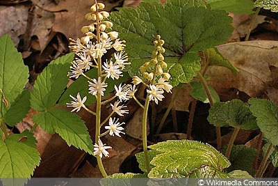 Schaumblüte (Tiarella cordifolia), Blumen vertragen Frost