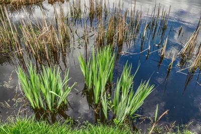 Schilf Teich