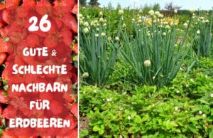 Erdbeeren-Mischkultur