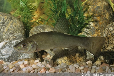 Schneider (Alburnoides bipunctatus)