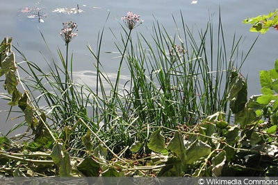 Schwanenblume/Wasserviole oder Blumenbinse (Butomus umbellatus)