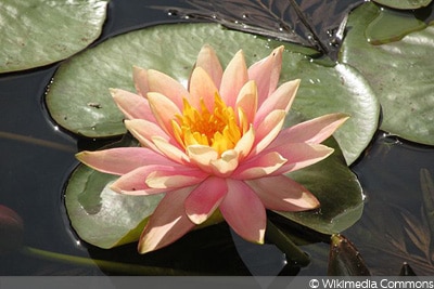 Seerose ‚Aurora‘ (Nymphaea-Hybride)