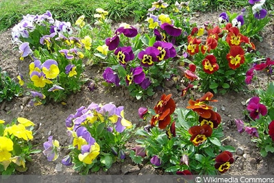 Garten-Stiefmütterchen (Viola x wittrockiana)