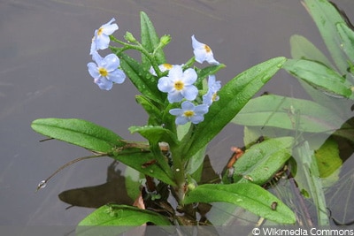 Sumpf Vergissmeinnicht (Myosotis palustris), Teichpflanze