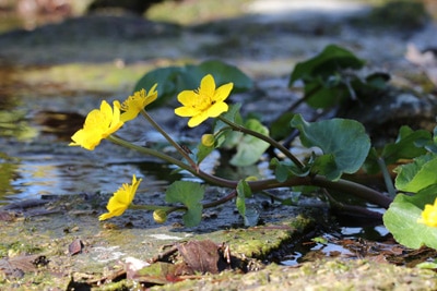 Sumpfdotterblume (Caltha palustris), Teichpflanze